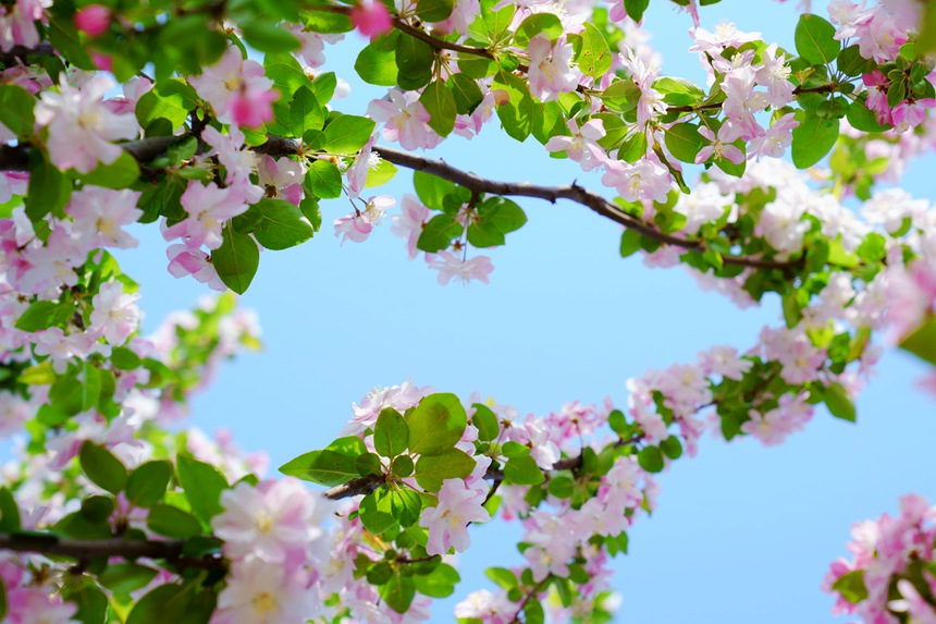 河南汝阳：繁花似锦满眼春