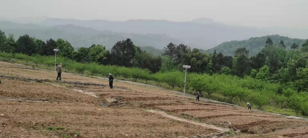 【原创】重庆巴南区平滩村：村民土地入股做“嫁衣” 探索出乡村振兴新路子_fororder_图片12(1)