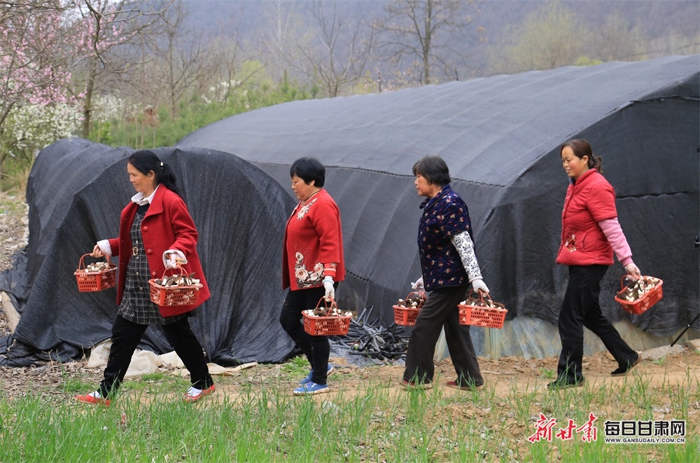 【县域图文列表+陇南列表】徽县麻沿河镇：羊肚菌丰收 线上销售忙