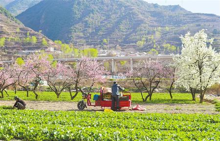 【乡村振兴图文列表+要闻列表】陇原百花次第开 正是春耕好时节