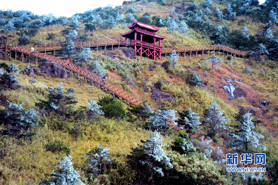 【组图】泉州九仙山上现“雨雾凇”美景