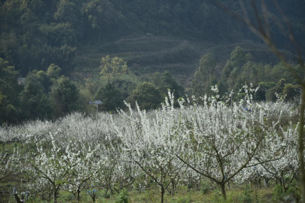 【原创】重庆巴南区平滩村：村民土地入股做“嫁衣” 探索出乡村振兴新路子_fororder_图片11(1)