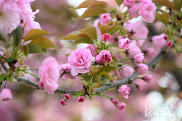 河北石家庄：加快花城建设