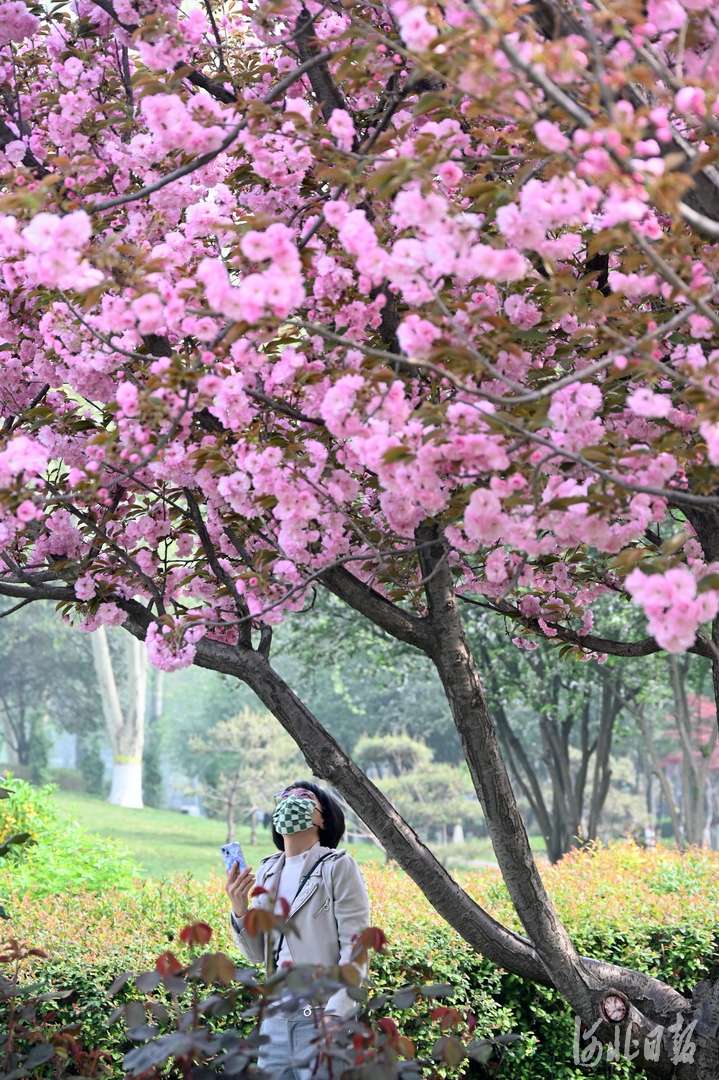 河北石家庄：加快花城建设