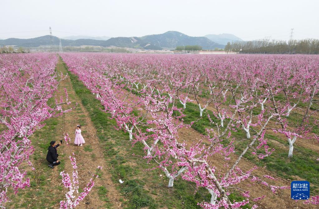 北京平谷：花开引客来_fororder_5