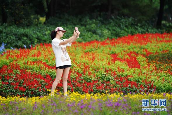 夏花绚烂太阳岛