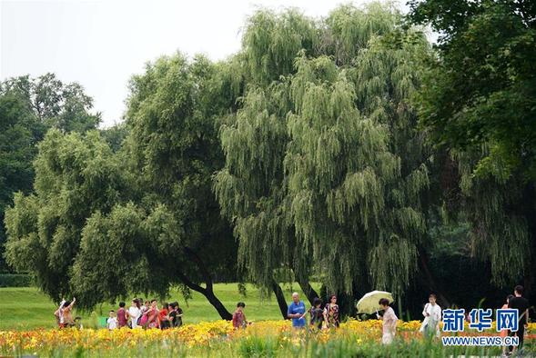 夏花绚烂太阳岛