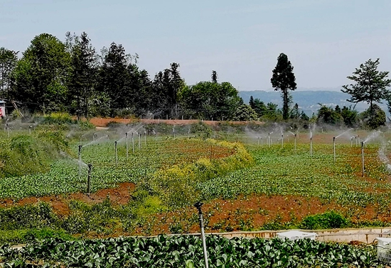 （供稿）贵州水城：规模化种植蔬菜 拓宽销售渠道_fororder_94e99c23e3afb8c465fa60c3c6bb4cd