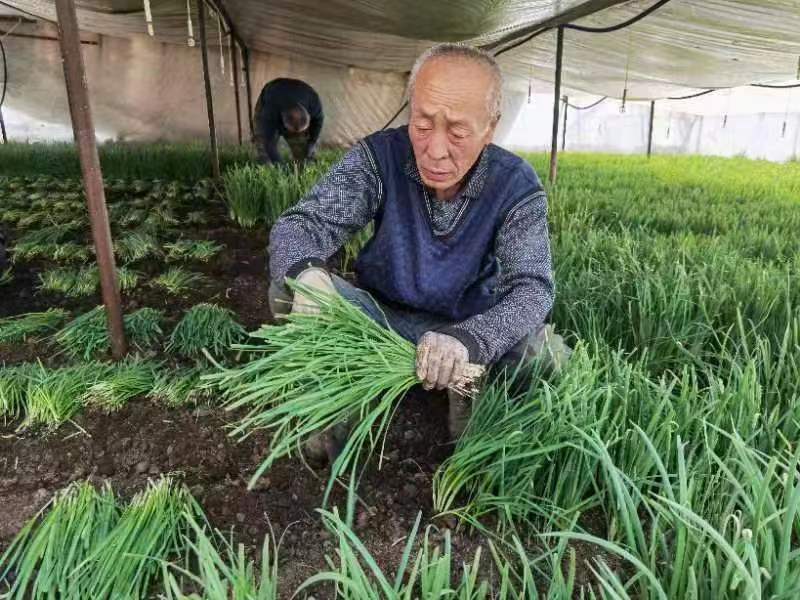 海伦蔡家屯头茬韭菜“抢鲜”上市