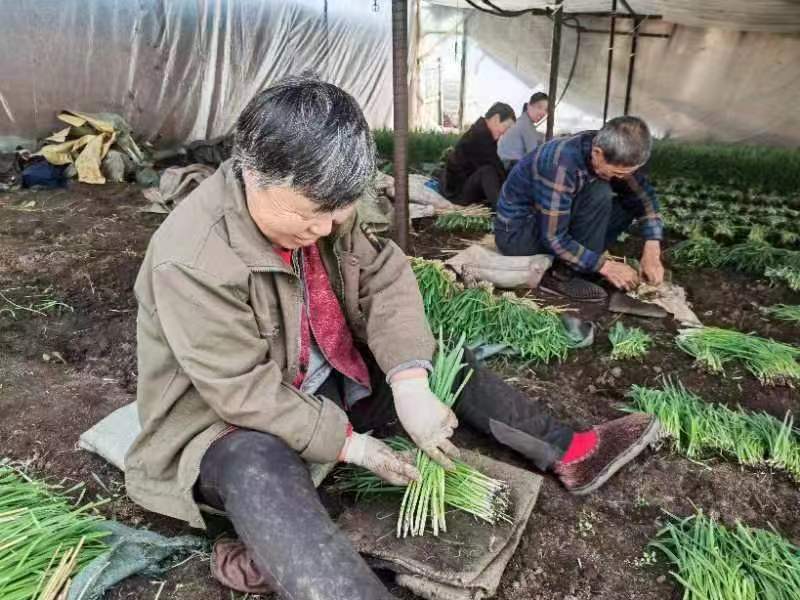 海伦蔡家屯头茬韭菜“抢鲜”上市