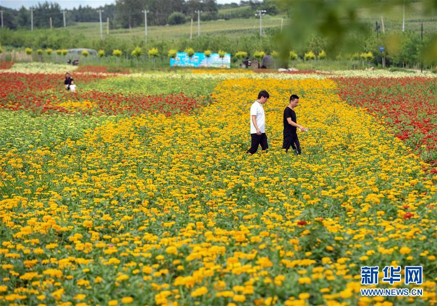 吉林长春：“畅游”花海