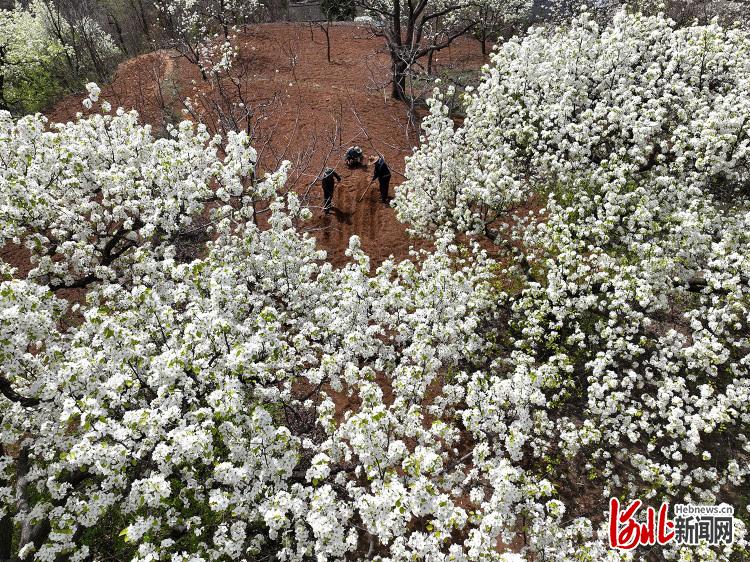 河北唐山：梨花开 春时忙