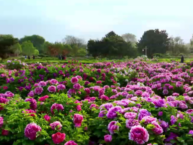 Peony Blossoms_fororder_微信截图_20220412144420