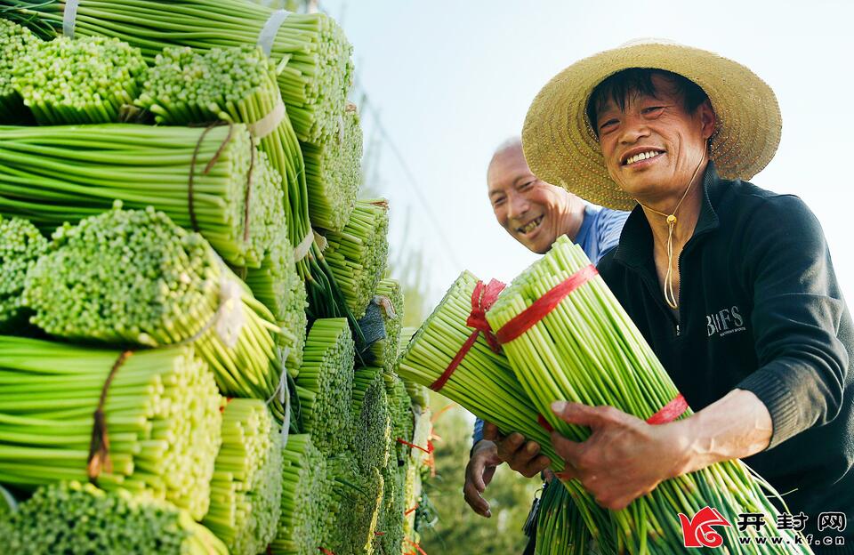 开封尉氏：蒜苔大丰收