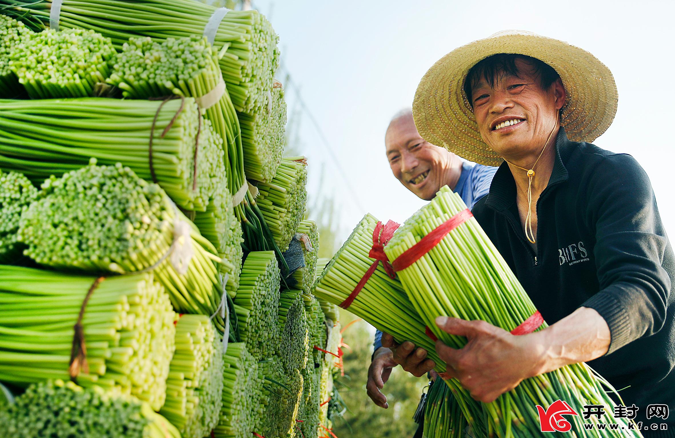 开封尉氏：蒜苔大丰收