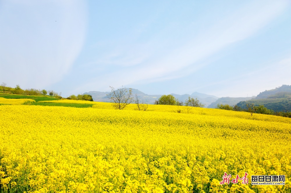 【文旅图文列表+陇南列表】又是一年菜花黄 徽县柳林美如画