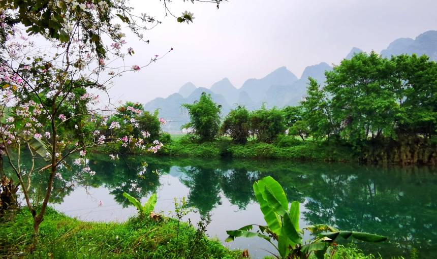 广西巴马：紫荆花开寿乡美