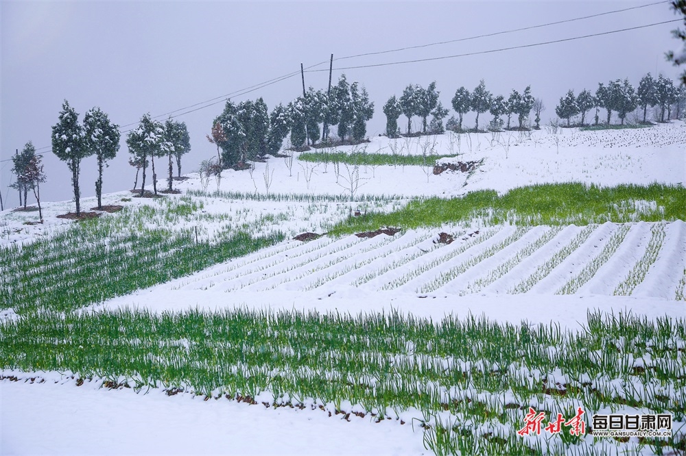 料峭四月喜降春雪 仇池故里美色倾城