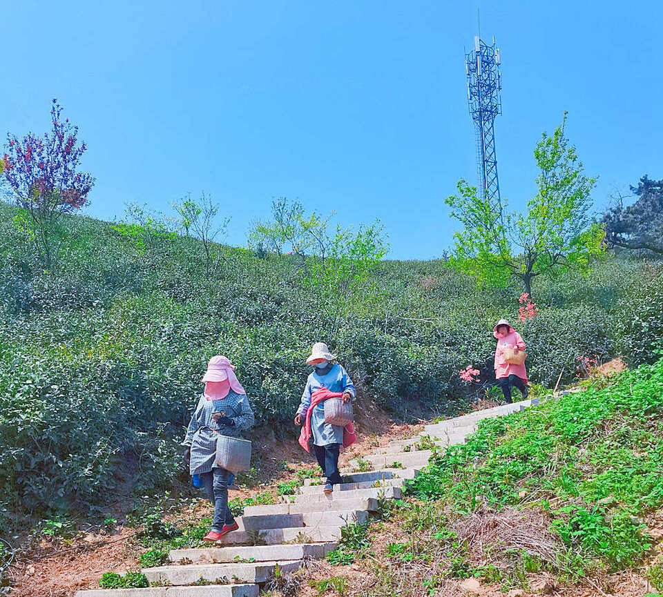 【客户端转发】信阳老寨山：人间四月天 茶山开杜鹃