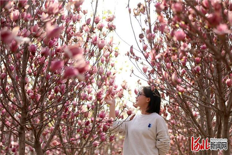 河北隆尧：“以花为媒”开启乡村振兴新画卷