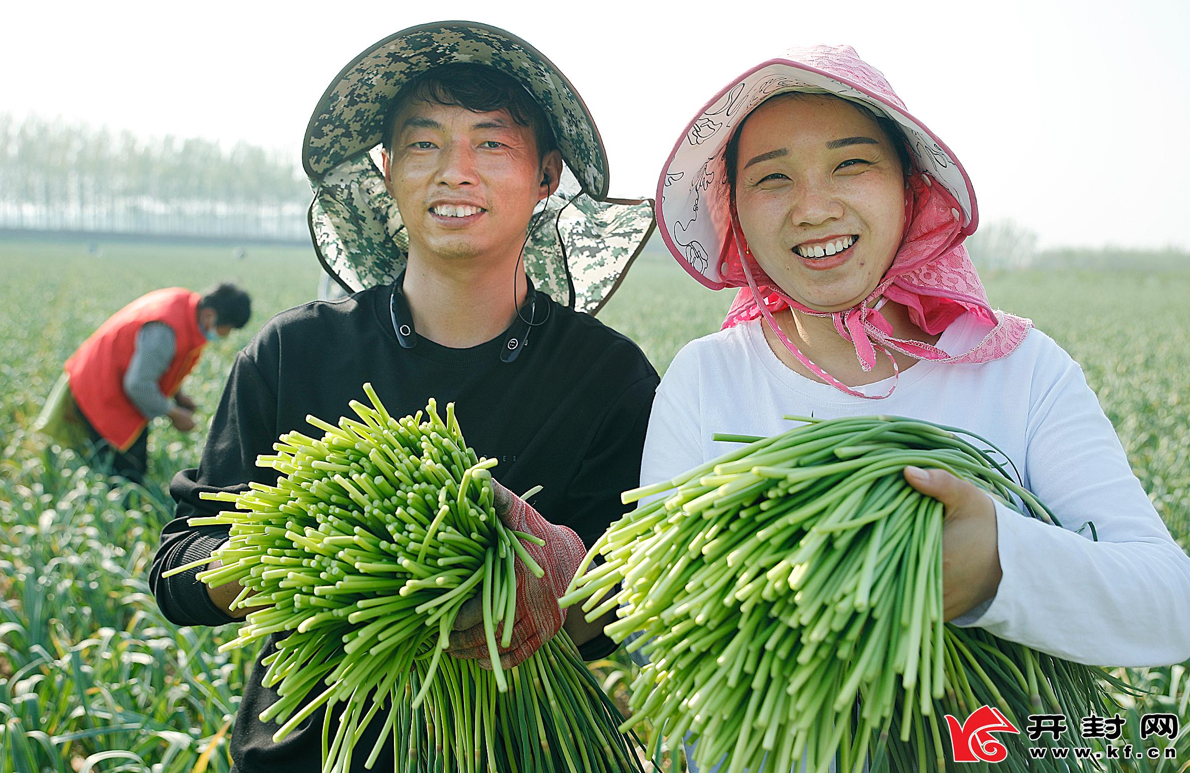 开封尉氏：蒜苔大丰收