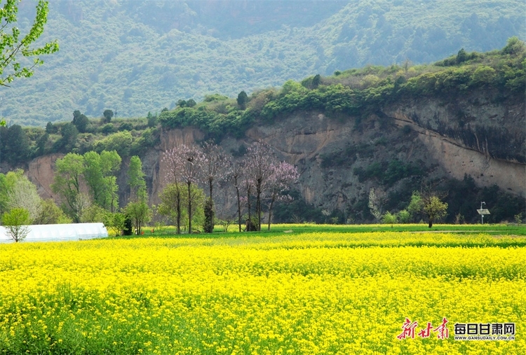 【文旅图文列表+陇南列表】又是一年菜花黄 徽县柳林美如画