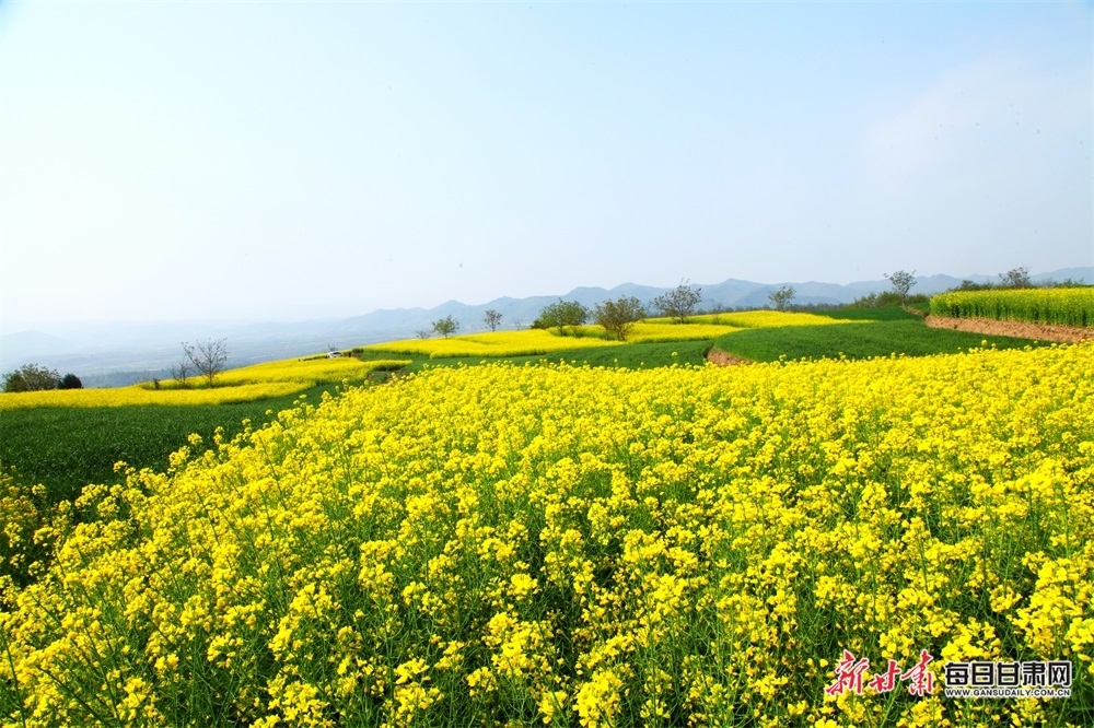 【文旅图文列表+陇南列表】又是一年菜花黄 徽县柳林美如画