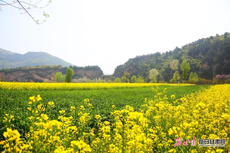 【文旅图文列表+陇南列表】又是一年菜花黄 徽县柳林美如画