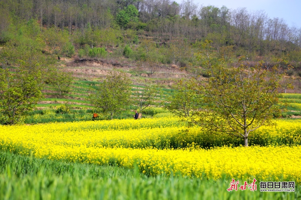 【文旅图文列表+陇南列表】又是一年菜花黄 徽县柳林美如画