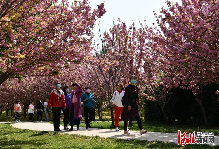 河北石家庄：樱花朵朵开