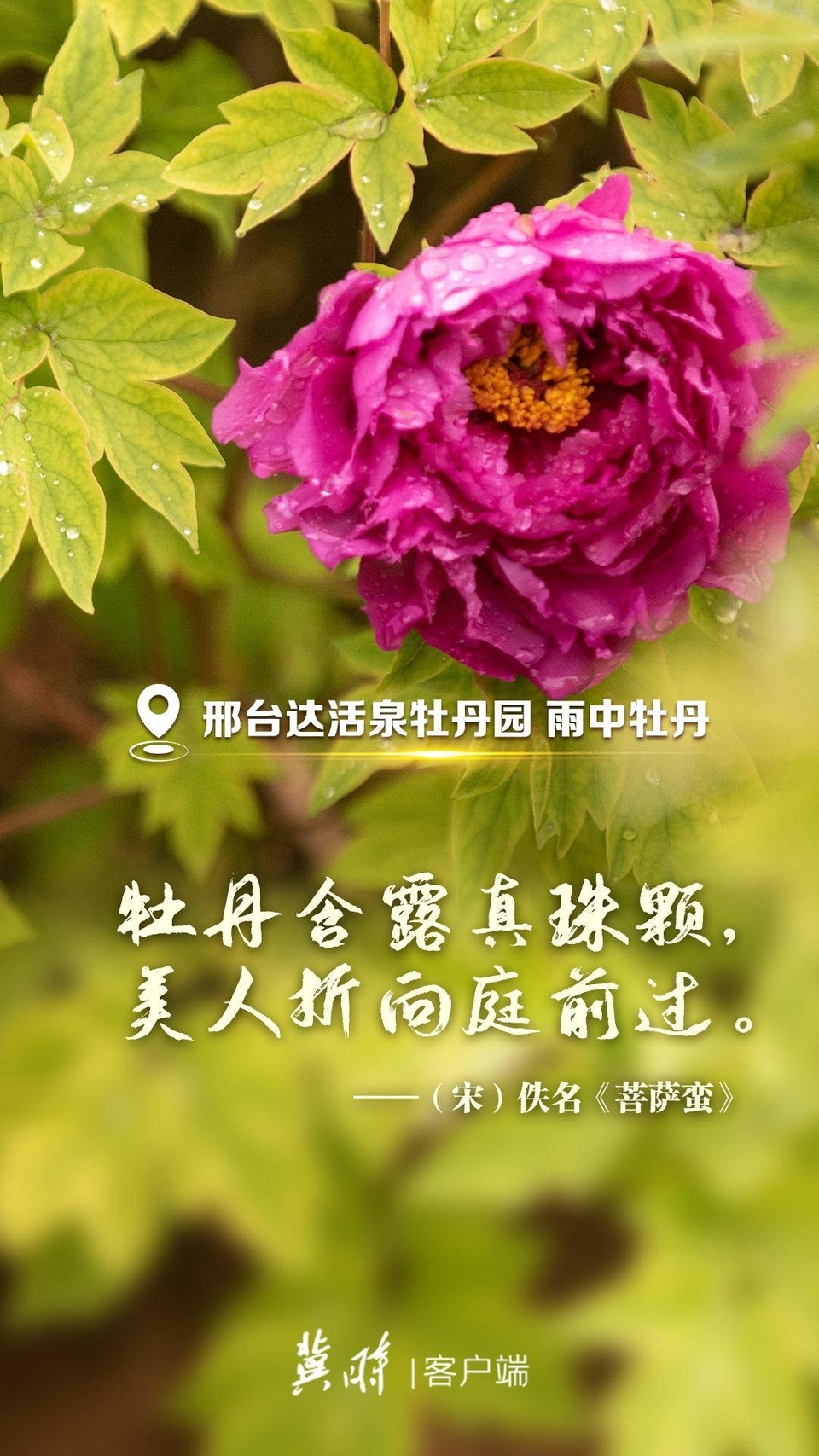 河北：一诗一花 这里有人间最美的诗意芳华