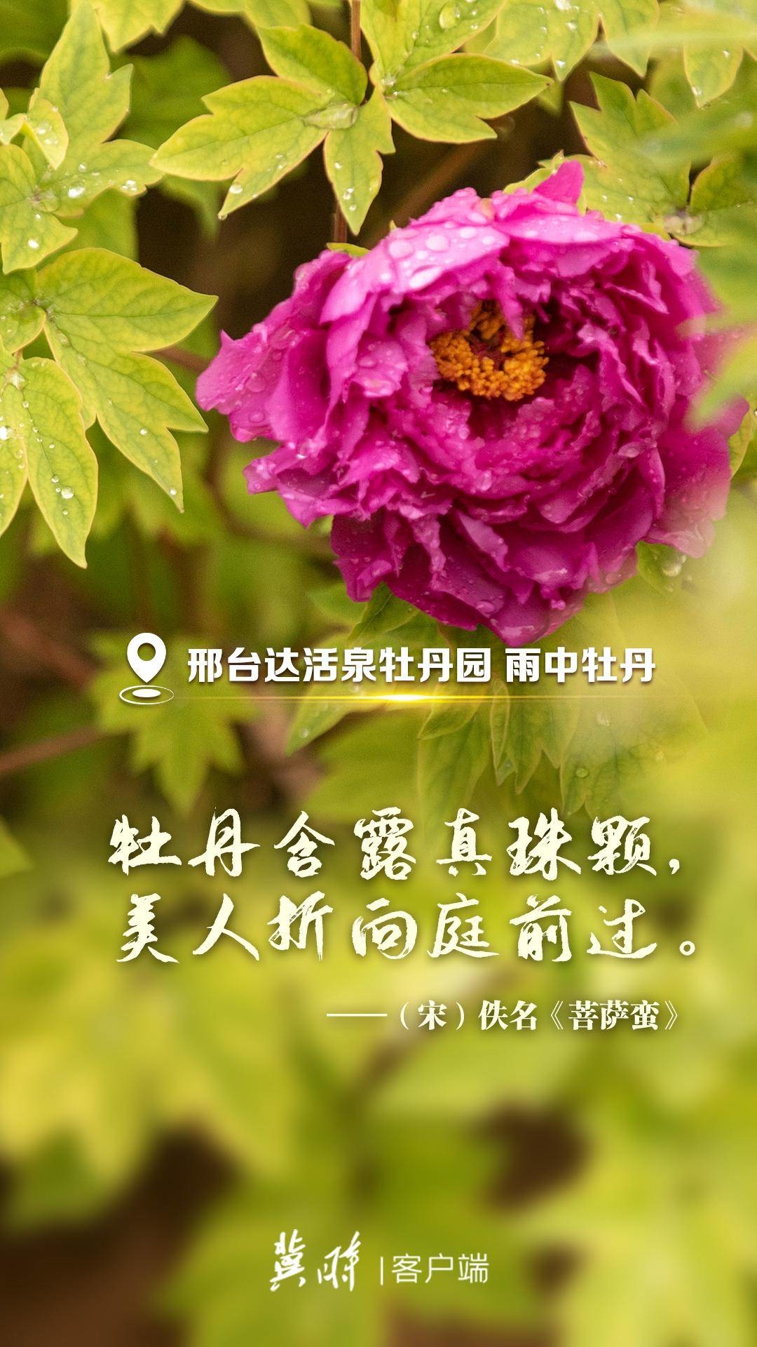 河北：一诗一花 这里有人间最美的诗意芳华