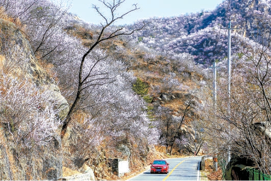 京城热门赏花地多了近百处