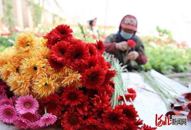 河北平泉：鲜花经济助力乡村振兴