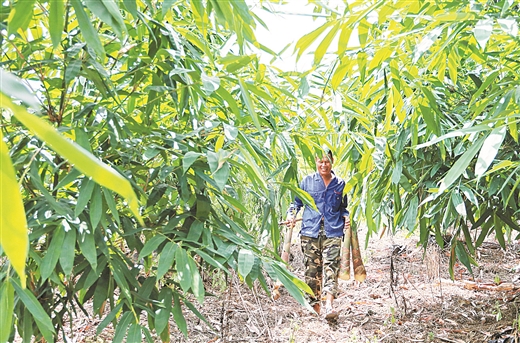 工业柳州：山青水美林产旺