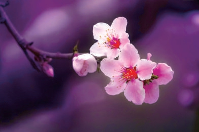 桃醉平谷 花海休闲