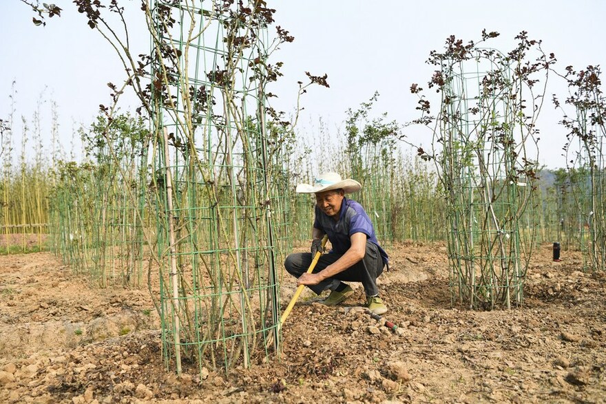 Guangyang Isle: A Demonstration of Green Development in SW China's Chongqing