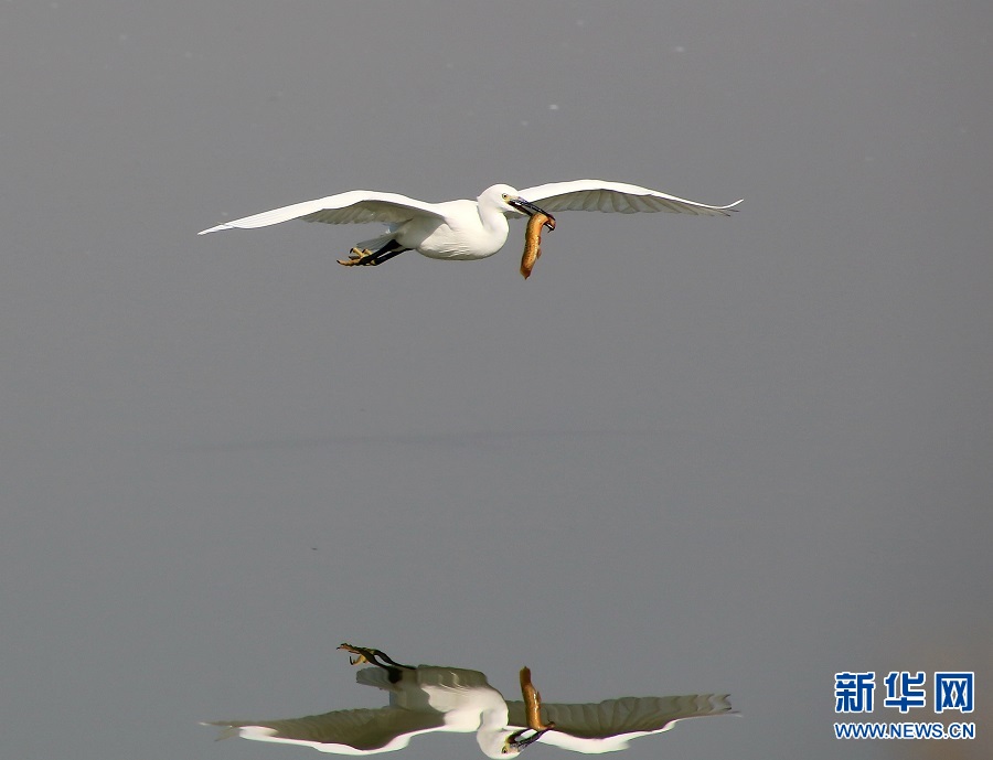 河南商丘：岸绿水清景美 白鹭蹁跹起舞