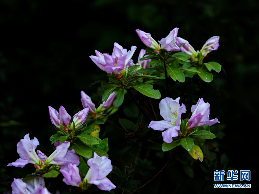 人间四月好风光 杜鹃花开映山红