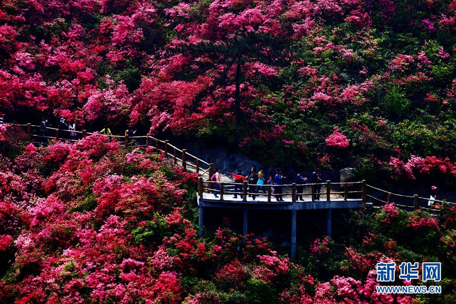 人间四月好风光 杜鹃花开映山红