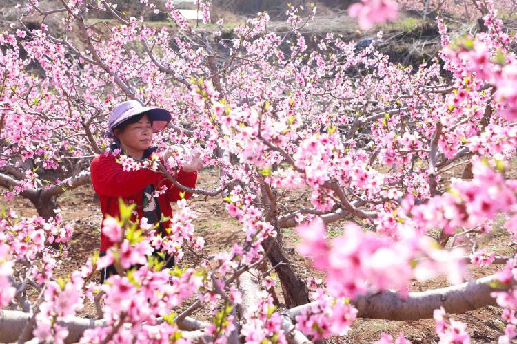 河北丰润：桃花艳 管护忙