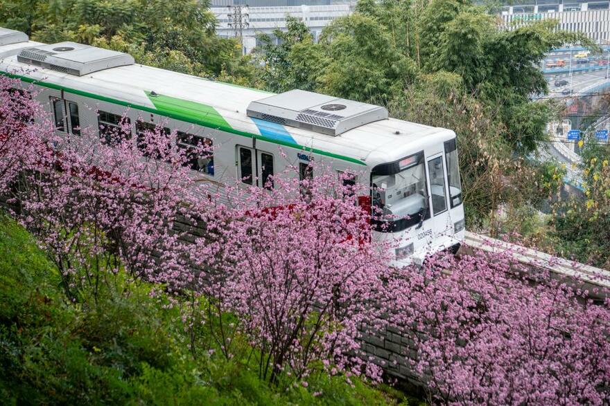 Train runs past blooming flowers in SW China's Chongqing_fororder_8