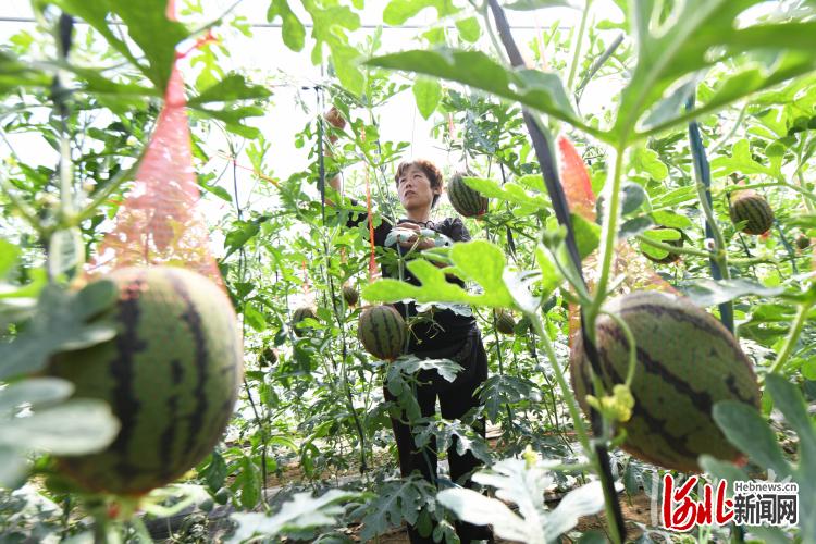 河北：“谷雨”将至农事忙