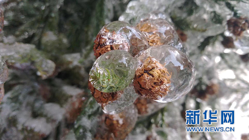 南昌梅岭雾凇如雪 冰花晶莹如钻石