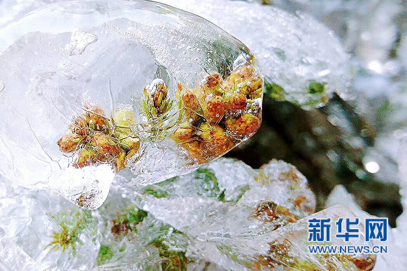 南昌梅岭雾凇如雪 冰花晶莹如钻石