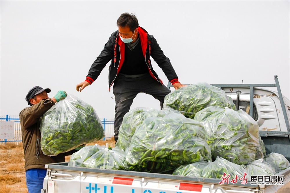 【武威列表+乡村振兴图文列表】古浪：科技赋能 戈壁农业收益高