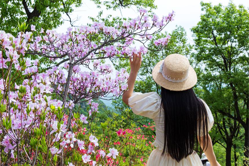 平顶山鲁山：杜鹃花开满山岗