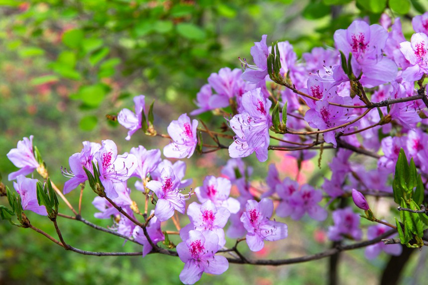 平顶山鲁山：杜鹃花开满山岗