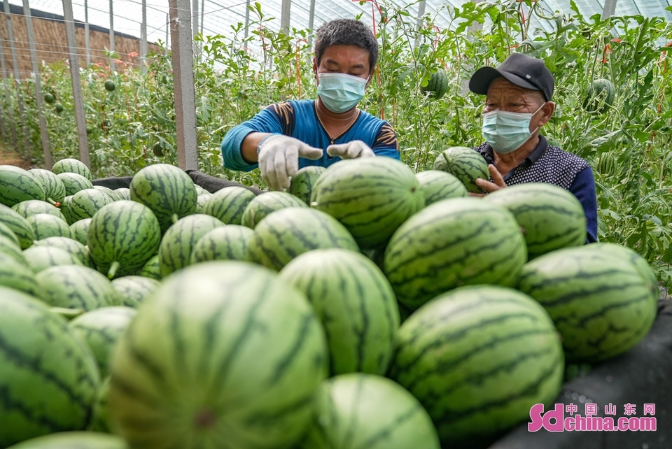 山东邹平：山地西瓜春季上市