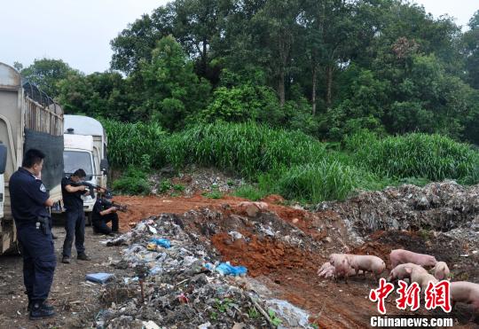 西双版纳野象伤人事件频发 森林公安积极应对